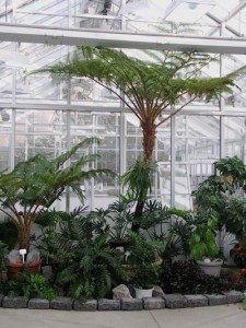 Cyathea cooperi