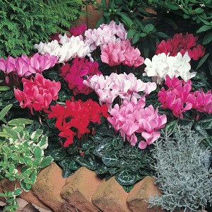 Cyclamen persicum