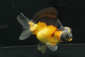Demekin Goldfish