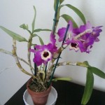 Dendrobium nobile