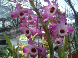 Dendrobium nobile