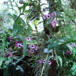 Dendrobium nobile