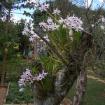 Dendrobium nobile