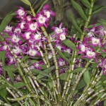 Dendrobium nobile