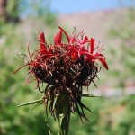 Doryanthes excelsa