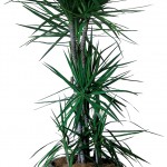 Dracaena marginata