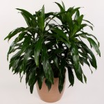 Dracaena deremensis Janet Craig