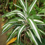 Dracaena deremensis Warneckii