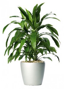 Dracaena fragrans