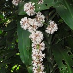 Dracaena fragrans flowering