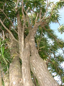 Dracaena marginata