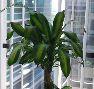 Dracaena massangeana