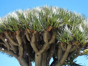 Dracaena draco