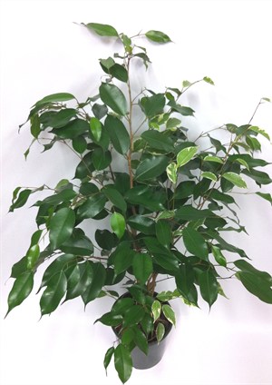 Ficus exotica