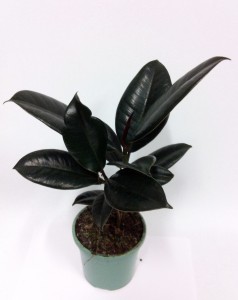 Ficus elastica Decora