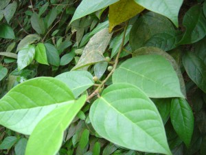 Ficus sagittata