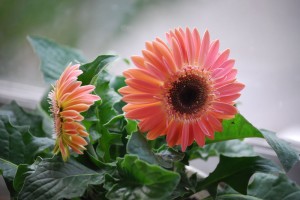 Gerbera jamesonii