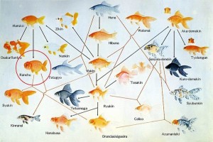 Goldfish Genealogical Tree