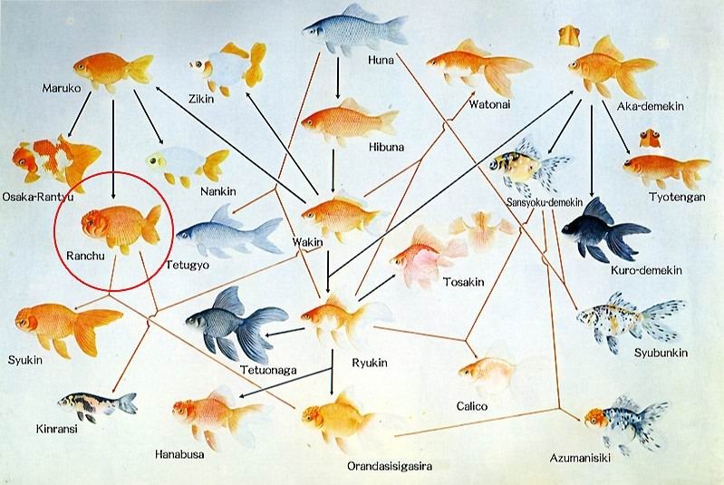 Fantail Goldfish Growth Chart