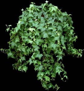 Hedera helix