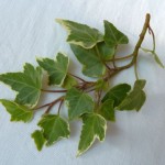 Hedera helix 'Chicago Variegata'