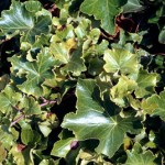 Hedera helix 'Cristata'