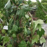 Hedera helix 'Emerald Gem'