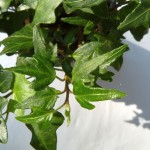 Hedera helix 'Emerald Jewel'