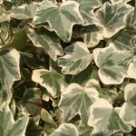 Hedera helix 'Galcier'