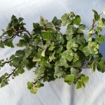 Hedera helix 'Jubilee'