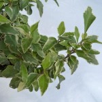 Hedera helix 'Little Diamond'