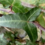 Hedera helix 'Sagittifolia'