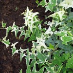 Hedera helix 'Sagittifolia Variegata'