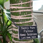 Howea forsteriana