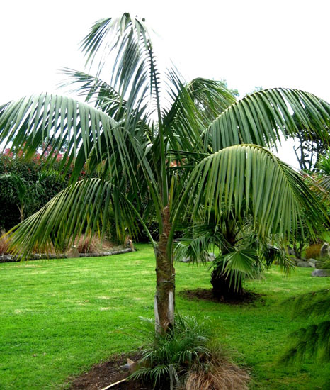Perfect indoor Palm Miniature Coconut Palm LYTOCARYUM WEDDELLIANUM FRESH