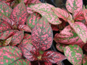 Hypoestes phyllostachya