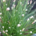 Isolepis cernua -  flowers