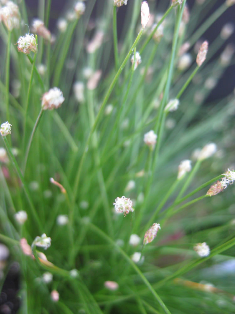 Plants & Flowers » Isolepis cernua