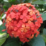 Ixora coccinea 