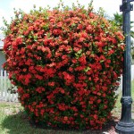 Ixora coccinea