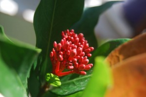 Ixora coccinea