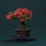 Ixora coccinea - bonsai