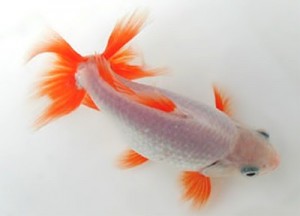 Jikins Goldfish