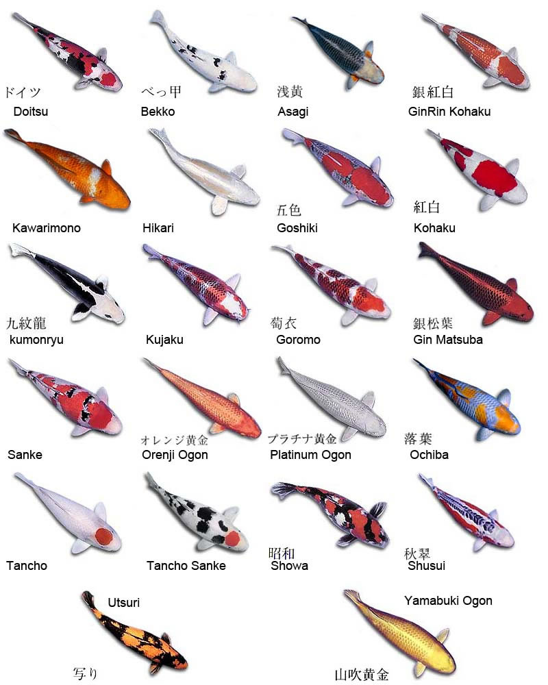 All Fish Names List With Picture - About Types of Fish