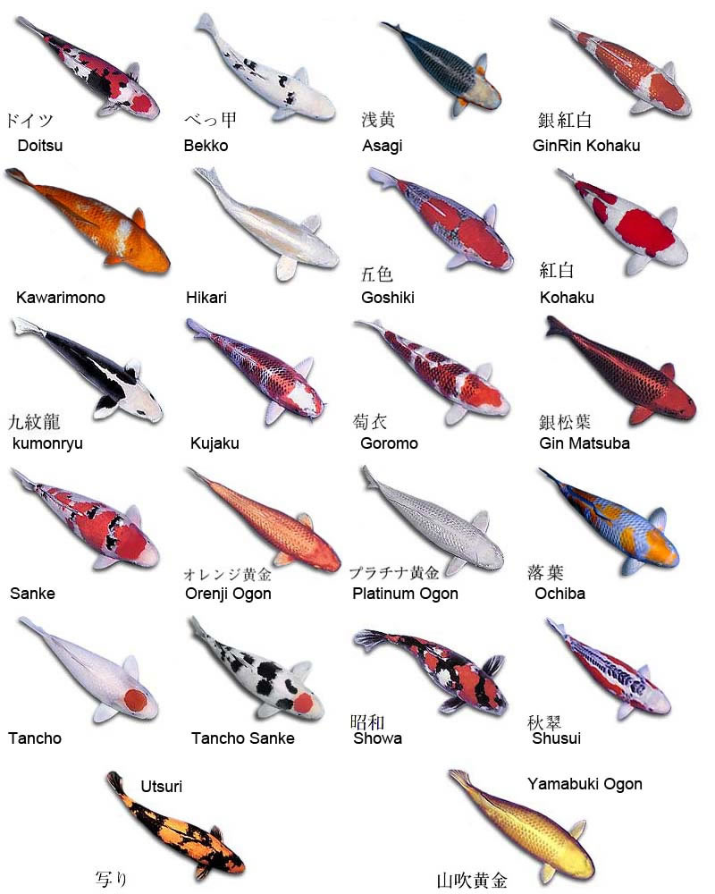 Goldfish Species Chart