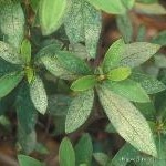 Lace bug damage on azalea leaves