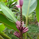 Musa spp.