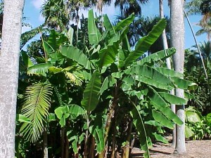 Musa spp.