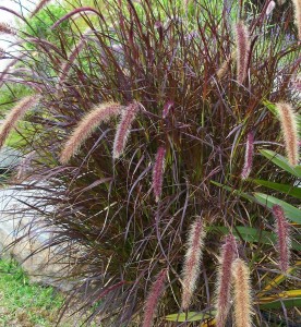 Pennisetum advena 'Rubrum'