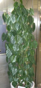 Philodendron hederaceum